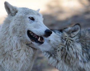 Wolves, Photo Credit: Jo-Anne McArthur